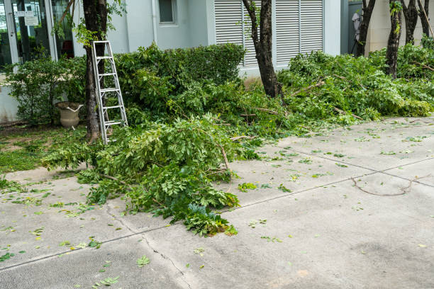 Best Tree Stump Removal  in Pleasant View, UT